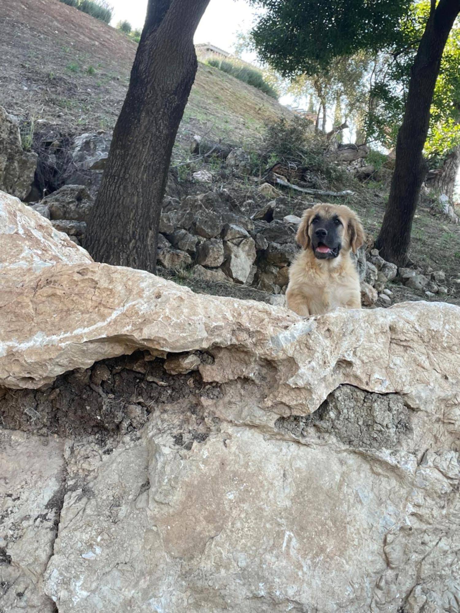 Cortijo Rancho Verde Colmenar Exteriér fotografie